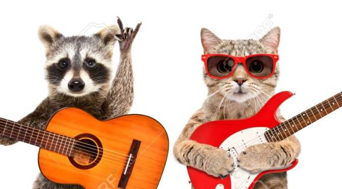 Raccoons, Cats, and Me